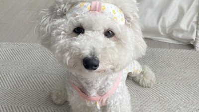 댕댕이 헤어밴드 득템 후기! 핵인싸템 할인 정보까지 몽땅 공개🐶🎀