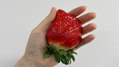 킹스베리 대왕딸기: 꿀팁 가득한 내 솔직 후기🍓