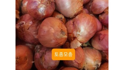 ✨ 놀라운 가격! 중국 양파 솔직 후기 & 활용 꿀팁 🧅